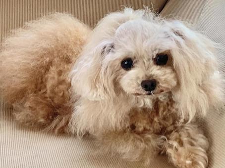 ソファでリラックス　トイプードルメス トイプードル,小型犬,ワンコの写真素材