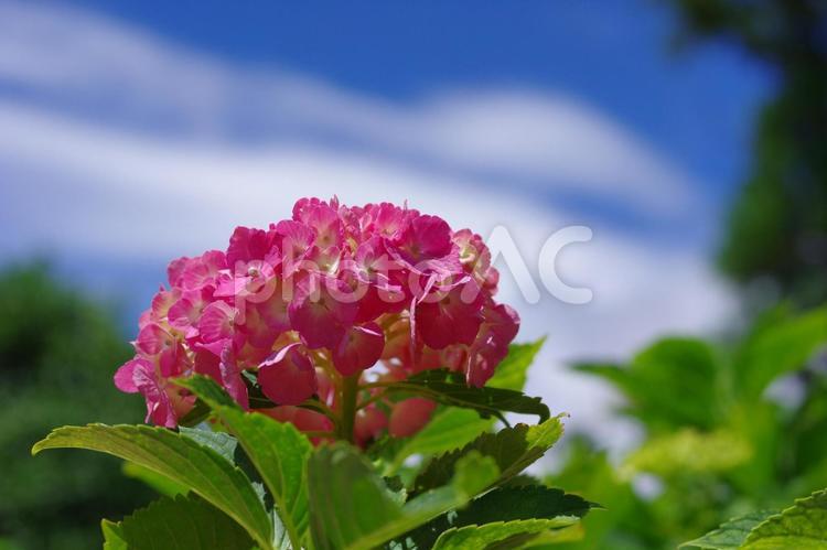 紫陽花　アジサイ　ピンクの花 紫陽花,アジサイ,ピンクの花の写真素材