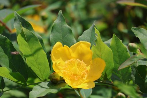 緑の葉と黄色いオダギリソウの花のアップ 緑の葉と黄色いオダギリソウの花のアップの写真