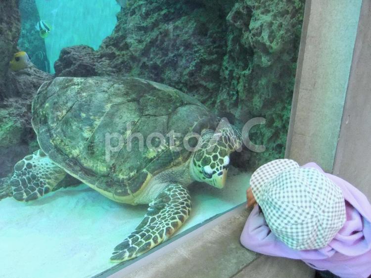 ウミガメと会話する子ども 生き物,ウミガメ,子どもの写真素材