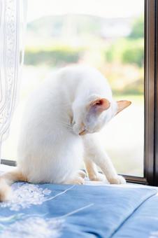 くつろぐかわいい白猫 くつろぐかわいい白猫の写真