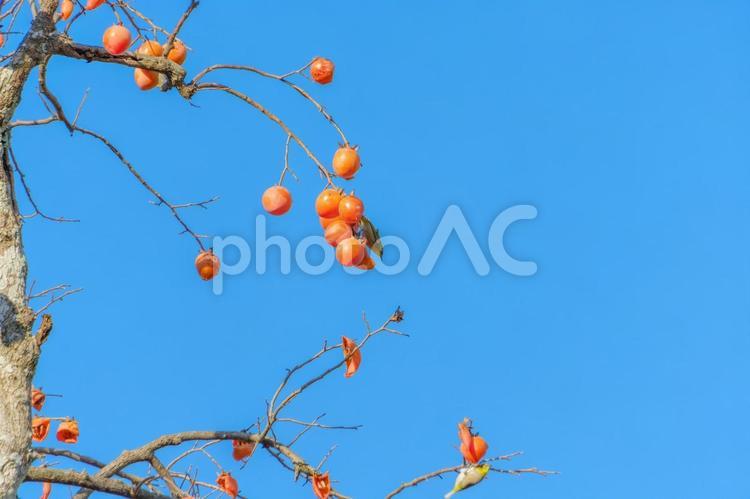 柿の実を食べるメジロ メジロ,柿,果実の写真素材