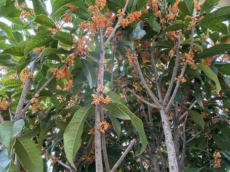 キンモクセイ キンモクセイ,秋,緑の写真素材