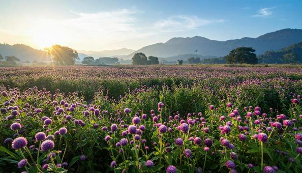 夏から秋の花 センニチコウ 夏から秋の花 センニチコウの写真
