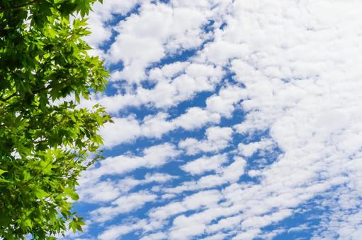 公園から眺めた夏空 公園から眺めた夏空の写真