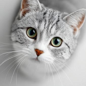 こちらを見つめる猫の顔のアップの写真