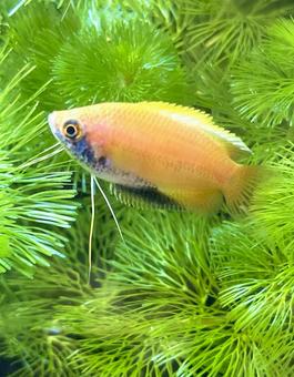 ハニードワーフグラミー ハニードワーフグラミー 魚,熱帯魚,ハニードワーフグラミーの写真素材
