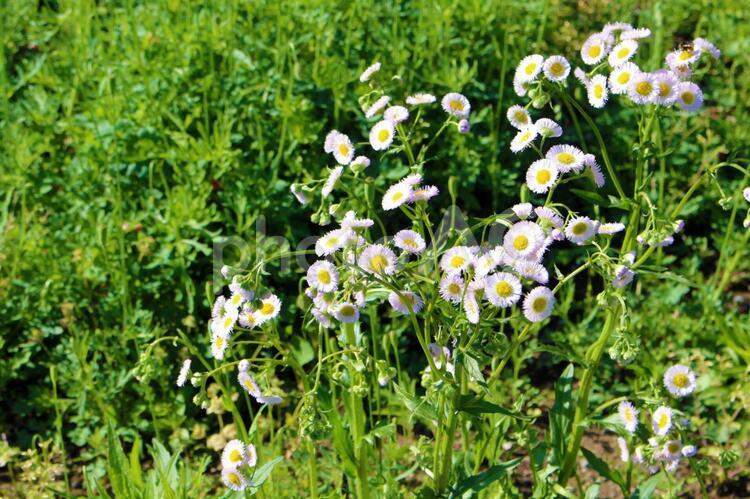寄り添って咲く可愛い花 植物,背景,壁紙の写真素材