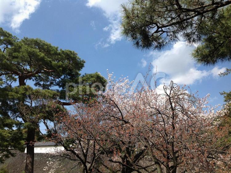皇居の桜 桜,さくら,皇居の写真素材