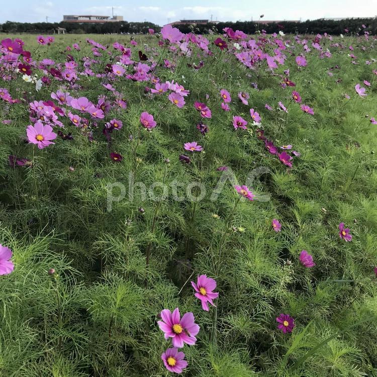 コスモス畑（2月上旬の沖縄） コスモス,コスモス畑,花畑の写真素材