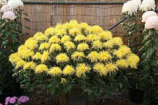 わきく・和菊 わきく・和菊 花,秋,伝統的な菊の写真素材