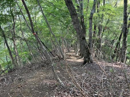 菊花山のハイキング風景 菊花山のハイキング風景の写真