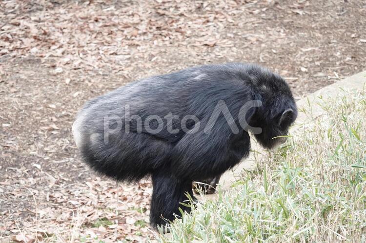 ちょっと失礼～ 多摩動物園,原人,チンパンジーの写真素材