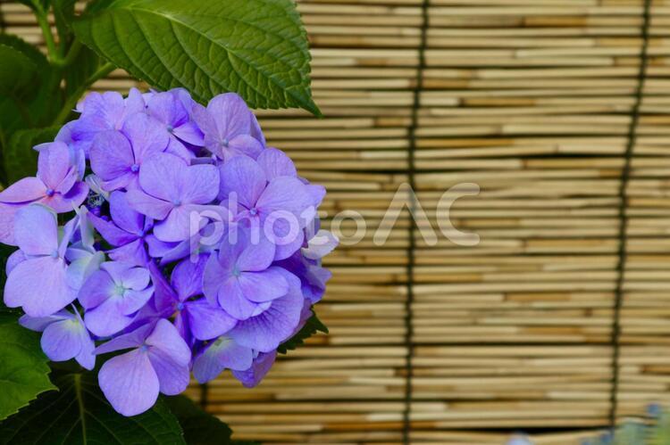 パープルの紫陽花と簾・余白あり アジサイ,紫陽花,紫陽花の花の写真素材
