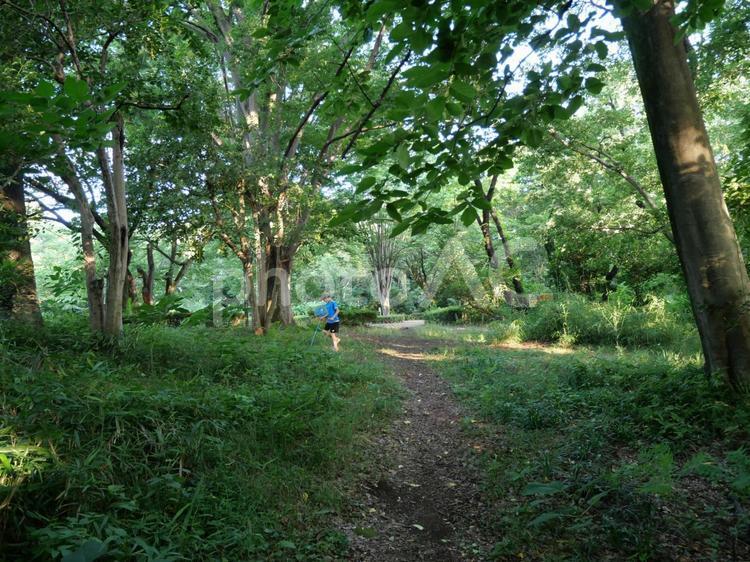 夏の公園の風景 公園,夏,緑の写真素材