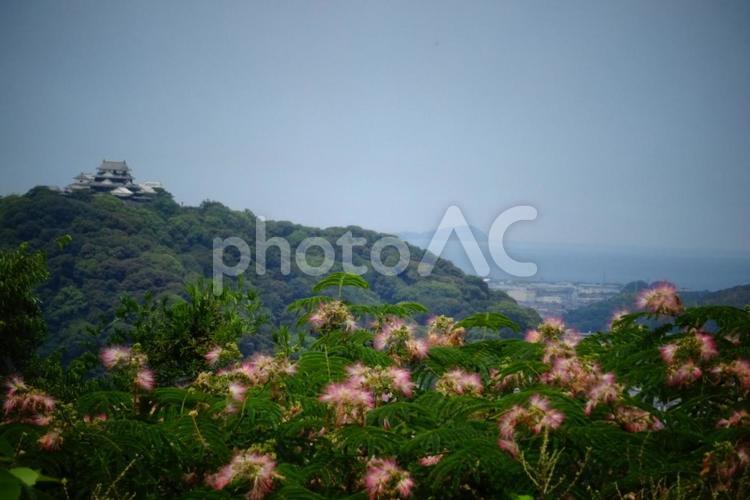松山城と植物 風景,自然,木の写真素材
