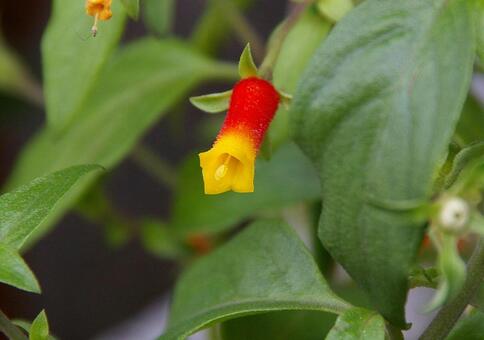 アラゲカエンソウ アラゲカエンソウ,粗毛火焔草,マネッティア・インフラータの写真素材