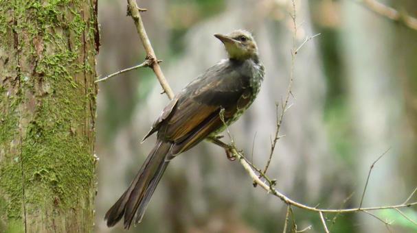 Photo, wild bird, birdie, bird, 