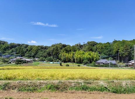 千葉県南部 8月の稲田の風景 千葉県南部 8月の稲田の風景 稲田,田圃,八月の写真素材