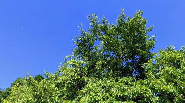 青空と緑の木々-28 青空と緑の木々-28の写真