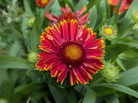 ガイラルディアの花 ガイラルディアの花の写真