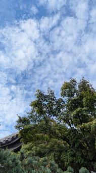 五葉松と秋空 五葉松と秋空の写真