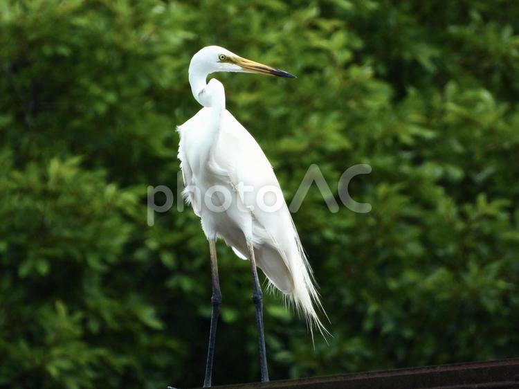 廃線の上に立つダイサギ 鳥,野鳥,ダイサギの写真素材