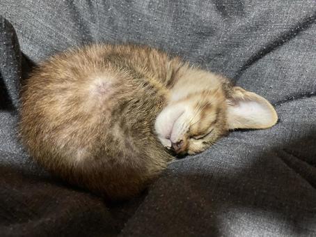 まんまるになって眠る子猫 まんまるになって眠る子猫の写真