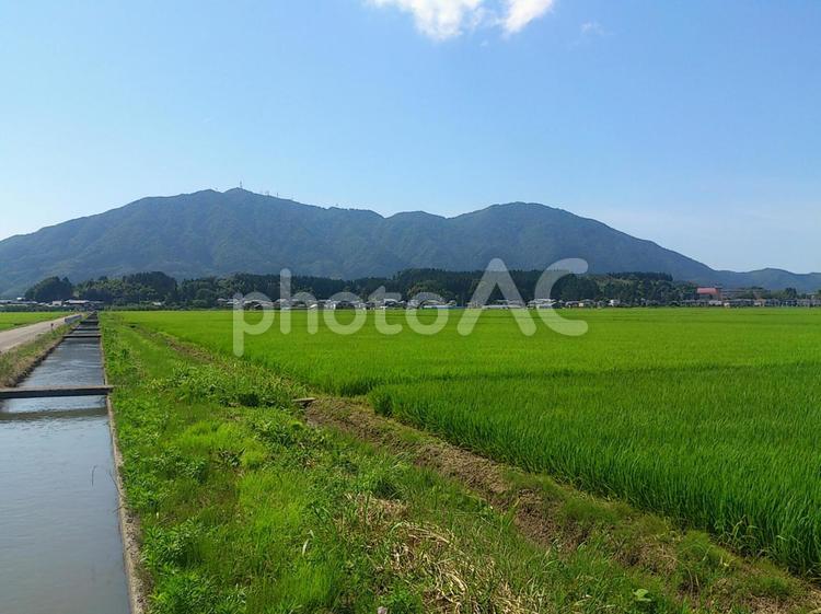 夏の田んぼと弥彦山 稲穂,米,稲の写真素材