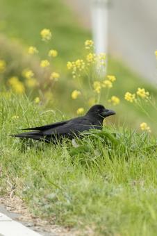 カラス カラス カラス,烏,野鳥の写真素材