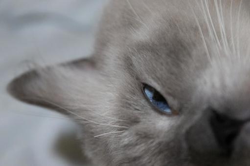 ねこ ねこの写真