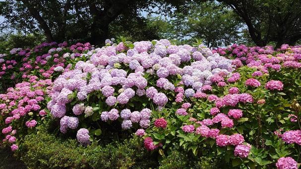 Hydrangea, JPG Hydrangea, JPG