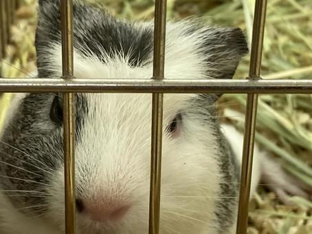 Guinea pig, JPG Guinea pig, JPG