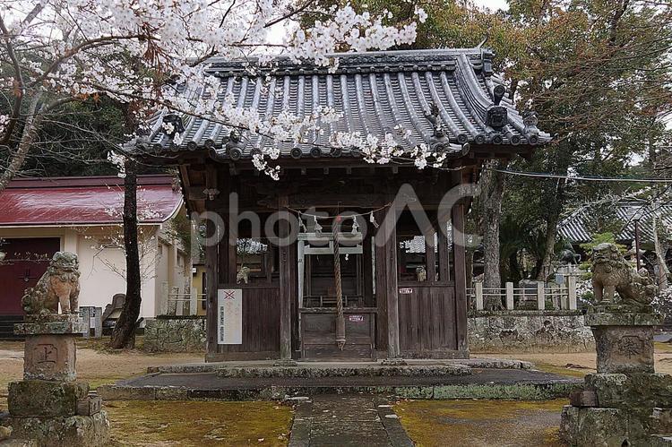 八幡神社19　摂社・八坂神社と桜 南あわじ市,賀集,八幡神社の写真素材