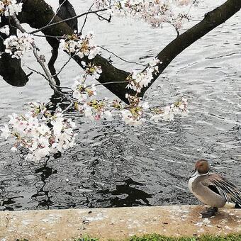 桜　水辺　鴨　水鳥 桜,木,自然の写真素材