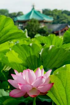 lotus, JPG