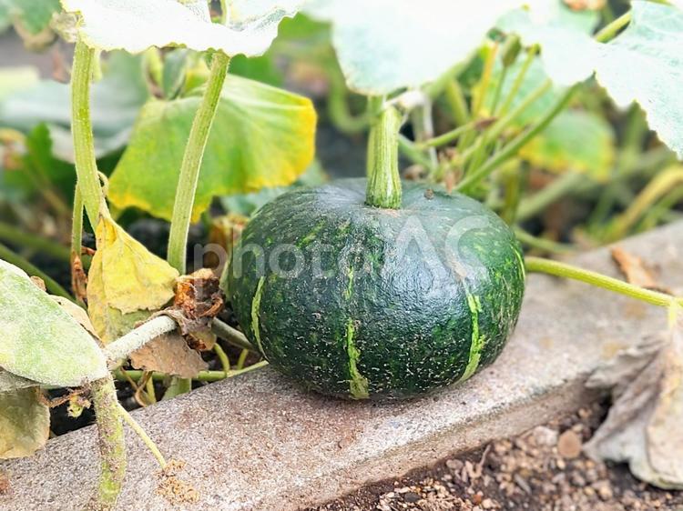 家庭菜園　南瓜 かぼちゃ,自家栽培,野菜の写真素材