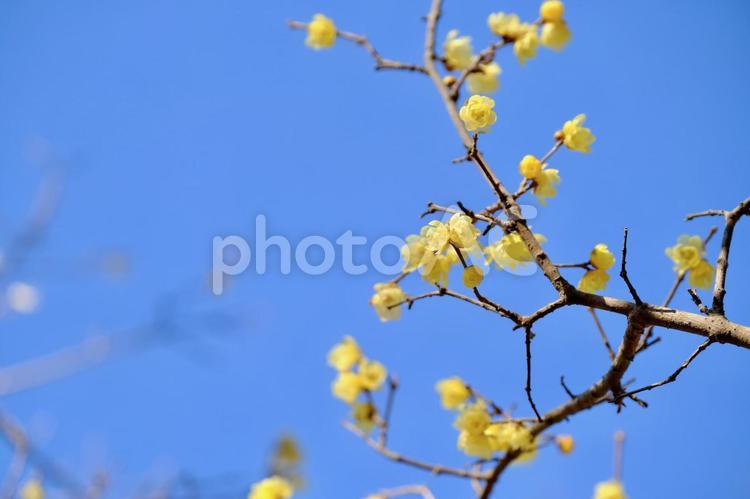 早春晴れた日の蝋梅の花（ロウバイ） 蝋梅,ロウバイ,ろうばいの写真素材