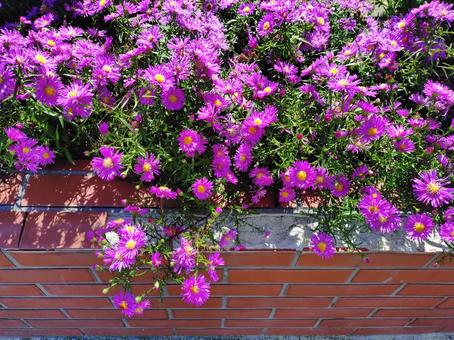 花壇のピンクの小花 花壇のピンクの小花の写真