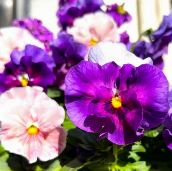 パンジーの写真