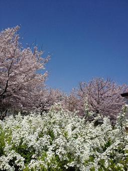 Photo, cherry blossoms, snow willow, yukiyanagi, 