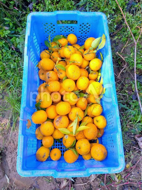 冬の味覚！収穫を終えコンテナに入れられた黄色の柚子(ゆず) 柚子,ユズ,果物の写真素材