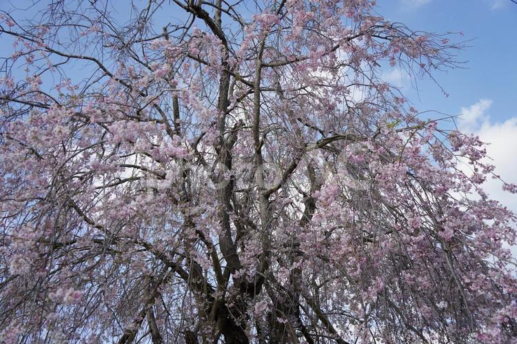 雄大なしだれ桜　 しだれ桜,サクラ,桜の写真素材