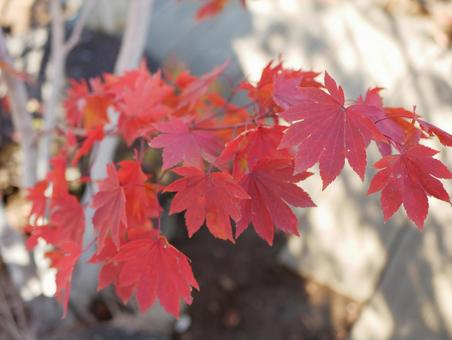 Photo, momiji, autumn leaves, leaf, 