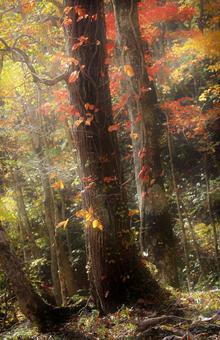 紅葉する木々 紅葉する木々の写真