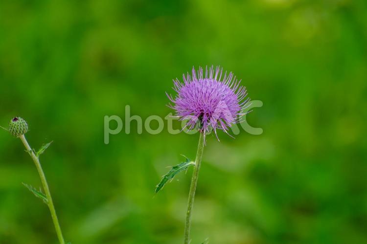 自然の中のアザミ アザミ,花,初夏の写真素材