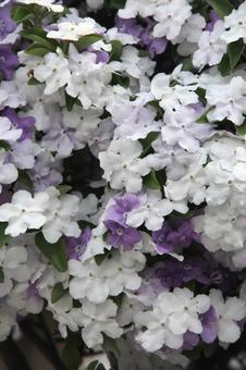 ニオイバンマツリ・匂蕃茉莉　咲く風景 ニオイバンマツリ,熱帯花木,清々しいの写真素材