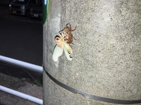 セミの脱皮 セミの脱皮の写真