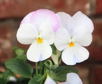 アモール・ペルフェイト ビオラ,花,flowerの写真素材