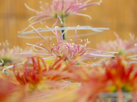 菊 菊 菊,菊の花,キクの写真素材